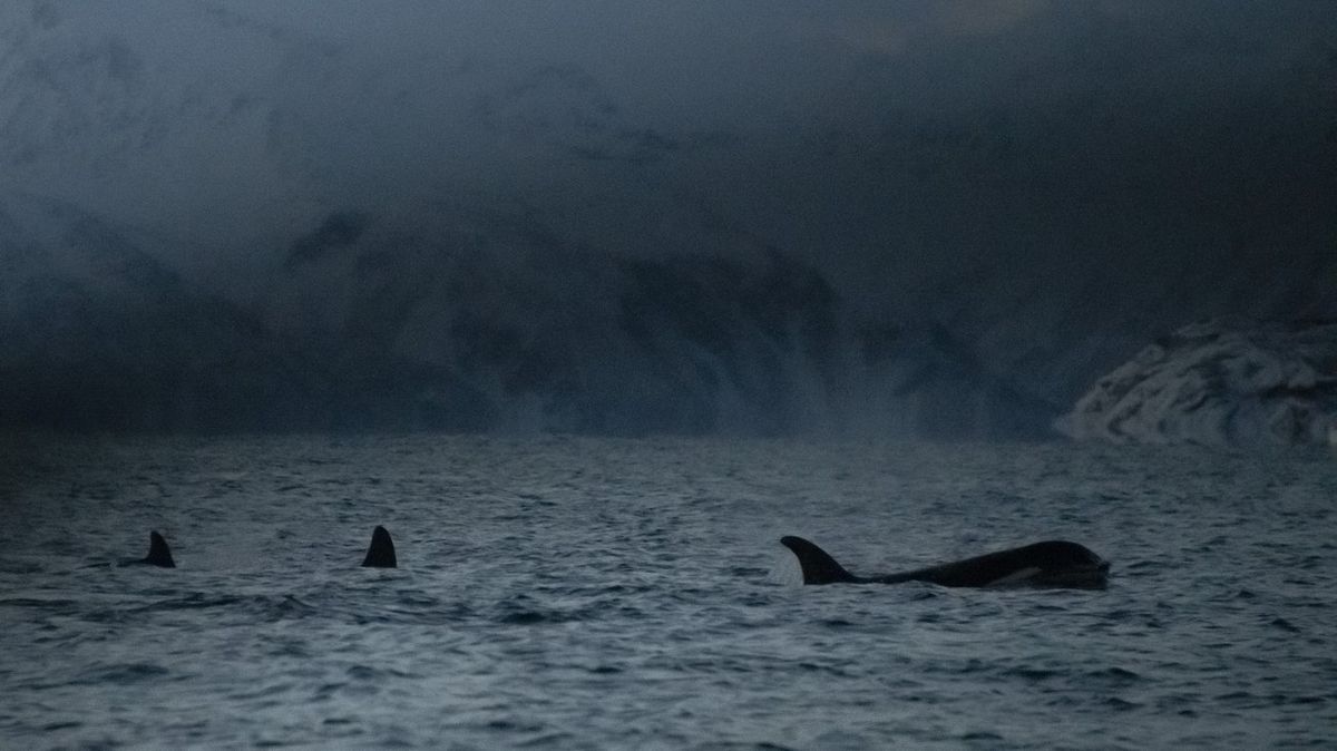 Unikátní fotoreportáž sleduje kosatky na lovu během polárních nocí